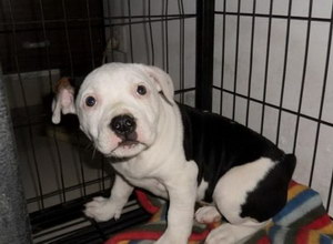 斯塔?？ざ放９Ｑ澜Y石預防治療方法