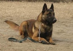 比利時特伏丹犬暈車怎么辦 比利時特伏丹犬暈車治療方法