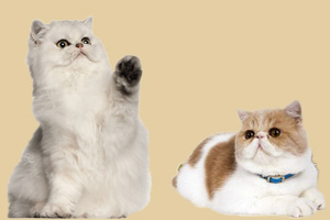 波斯貓和加菲貓的區(qū)別有哪些