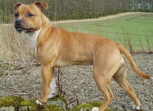 斯塔?？ざ放９I吐怎么治療 斯塔?？ざ放９I吐治療方法