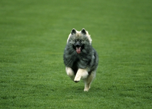 荷蘭毛獅犬翻腸子怎么辦 翻腸子治療方法