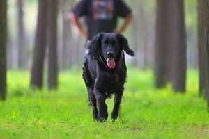 卷毛尋回犬感冒怎么辦 卷毛尋回犬感冒治療方法