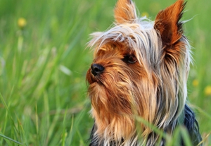 澳大利亞?？人栽趺粗委?澳大利亞梗咳嗽治療方法