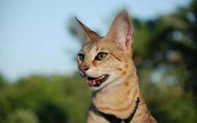 熱帶草原貓嘔吐怎么回事 熱帶草原貓嘔吐原因介紹