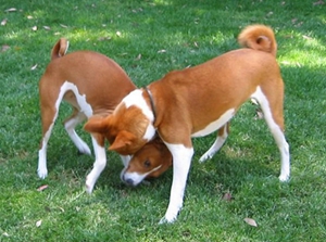 巴仙吉犬牙周炎怎么治療 牙周炎治療方法