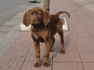 紅骨獵浣熊犬缺乏維生素怎么辦 缺乏維生素解決辦法