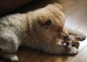 愛爾蘭獵狼犬牙結(jié)石預(yù)防治療方法