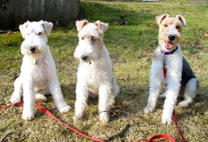 剛毛獵狐?？人栽趺崔k 剛毛獵狐?？人灾委煼椒? / data-it7j=