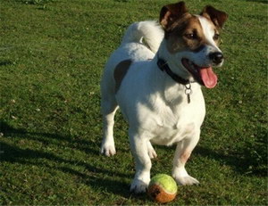 杰克羅素梗細(xì)小病毒癥狀及治療方法