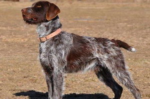 卷毛尋回犬怎么驅(qū)蟲 卷毛尋回犬驅(qū)蟲方法