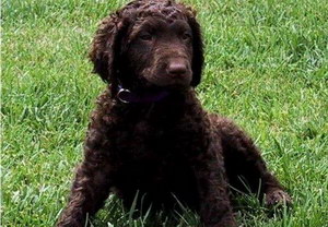 卷毛尋回犬發(fā)燒怎么解決 卷毛尋回犬發(fā)燒處理方法