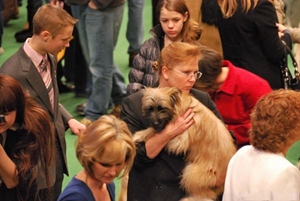 比利牛斯牧羊犬得了耳螨怎么治療