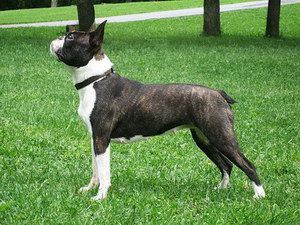 波士頓梗感冒怎么辦 波士頓梗感冒護理方法