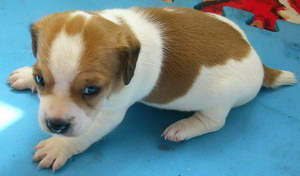 杰克羅素梗嘔吐怎么辦 杰克羅素梗嘔吐拉稀原因及處理方法