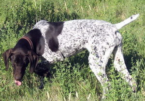 波音達獵犬感冒怎么辦 波音達獵犬感冒治療方法