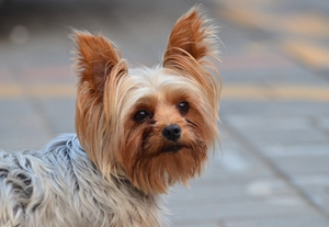 澳大利亞梗骨折怎么急救 澳大利亞梗骨折急救方法