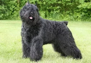 波蘭德斯布比野犬發(fā)燒處理方法