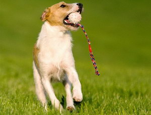 杰克羅素梗感冒吃什么藥好 杰克羅素梗感冒治療方法