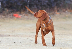 紅骨獵浣熊犬外耳炎有什么癥狀 外耳炎癥狀介紹