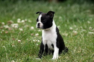 波士頓梗有寄生蟲怎么處理 波士頓梗寄生蟲預防方法