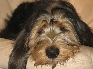 獵水獺犬有寄生蟲(chóng)怎么處理 奧達(dá)獵犬寄生蟲(chóng)預(yù)防方法