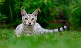 熱帶草原貓咳嗽怎么辦 熱帶草原貓咳嗽解決辦法