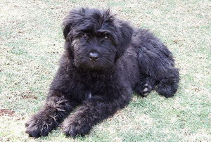 波蘭德斯布比野犬拉肚子解決方法