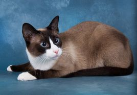 雪鞋貓便秘怎么辦 雪鞋貓便秘解決辦法