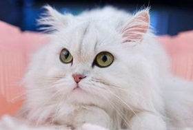 金吉拉貓?jiān)趺聪炊?金吉拉貓洗耳朵步驟