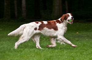 愛爾蘭紅白雪達犬咳嗽怎么辦 咳嗽治療方法