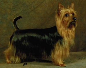 澳大利亞梗暈車(chē)有什么癥狀 澳洲梗暈車(chē)癥狀及治療