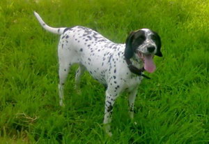 波音達(dá)獵犬拉稀怎么辦 波音達(dá)獵犬拉肚子解決方法