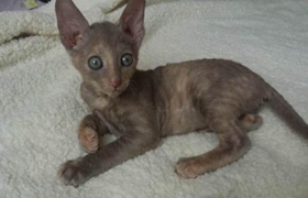 柯尼斯卷毛貓尿血怎么辦 柯尼斯卷毛貓尿血治療方法