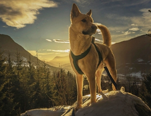 卡南犬發(fā)燒怎么辦 卡南犬發(fā)燒解決辦法