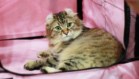 美國(guó)卷耳貓傳染性鼻氣管炎怎么治療