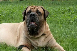 馬士提夫犬有耳螨怎么治療 馬士提夫獒犬耳螨治療方法