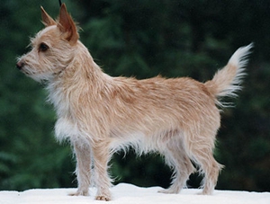 葡萄牙波登可犬發(fā)燒怎么辦 葡萄牙波登可犬發(fā)燒治療方法