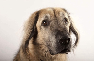 安納托利亞牧羊犬感冒怎么辦