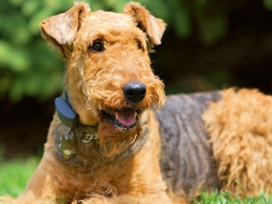 萬(wàn)能梗腳受傷怎么辦 萬(wàn)能梗腳受傷處理方法