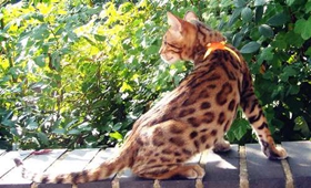 埃及貓身上有黑點怎么回事 貓咪身上有黑點解疑