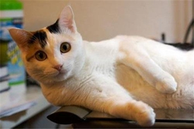 日本短尾貓牙結(jié)石怎么治療 日本短尾貓牙結(jié)石治療方法