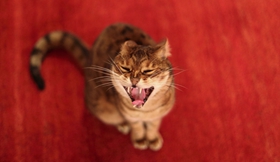 威爾斯貓?jiān)趺搭A(yù)防圓線蟲(chóng)病 圓線蟲(chóng)預(yù)防治療方法