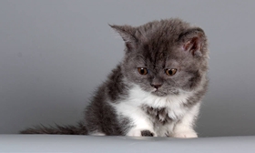 被塞爾凱克卷毛貓咬破了怎么辦