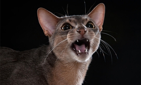 阿比西尼亞貓眼屎多怎么辦 眼屎多解決辦法