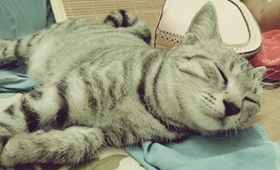 美國短尾貓口水多怎么辦 美國短尾貓口水多治療方法