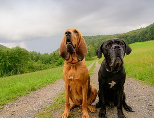 尋血獵犬怎么驅(qū)蟲(chóng) 尋血獵犬驅(qū)蟲(chóng)方法