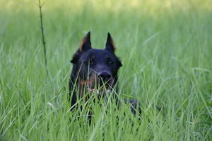 法國(guó)狼犬發(fā)燒怎么解決 法國(guó)狼犬發(fā)燒處理方案