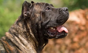 西班牙加納利犬支氣管炎治療預防方法