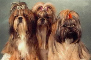 拉薩犬感冒怎么治療 拉薩犬感冒治療方法