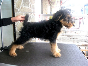 萬(wàn)能?？人杂刑翟趺崔k 咳嗽治療方法